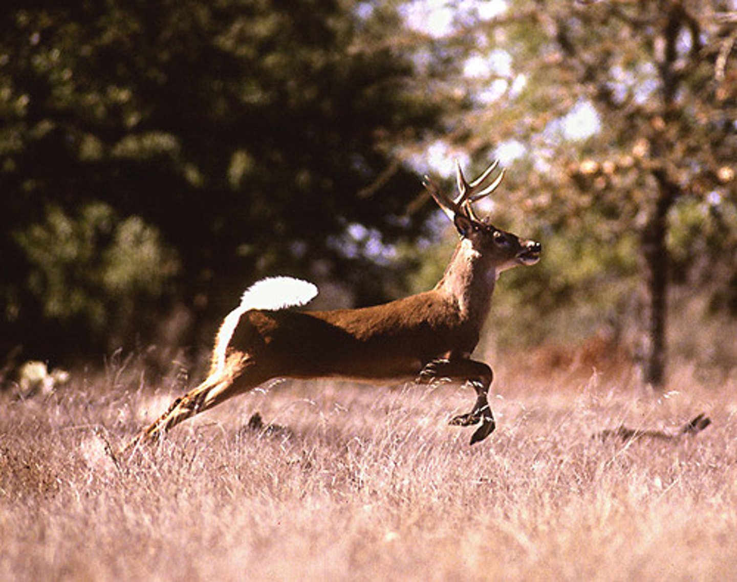 <p>A faction within the Democratic-Republican Party in New York state opposed to Governor DeWitt Clinton. </p><p></p><p>It was influenced and led by the Tammany Society under the leadership of Martin Van Buren and the name of the group is from Tammany's logo, a deer's tail worn on a hat. </p><p></p><p>Van Buren would make this anti-Clinton coalition the first statewide political machine in U.S. history, controlled the <em>Albany Argus</em>, and used the spoils system to put their supporters in place. </p>