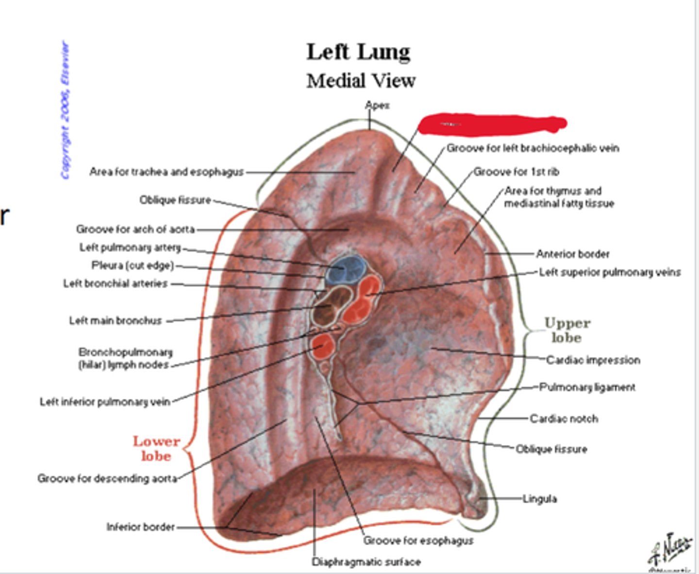 knowt flashcard image