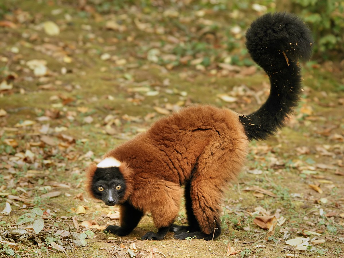 <p>Red Ruffed Lemur</p>