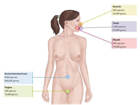 <ol><li><p>Gastrointestinal Tract</p></li><li><p>Mouth</p></li><li><p>Upper respiratory tract</p></li><li><p>Vagina</p></li></ol><p></p>