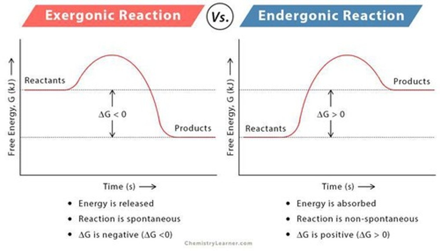 <p>Net release of free energy, and spontaneous. Delta G is negative.</p>