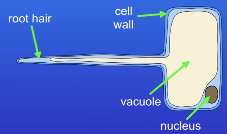 <ol><li><p>No chloroplasts (underground)</p></li><li><p>Root hair increases surface area</p></li></ol>
