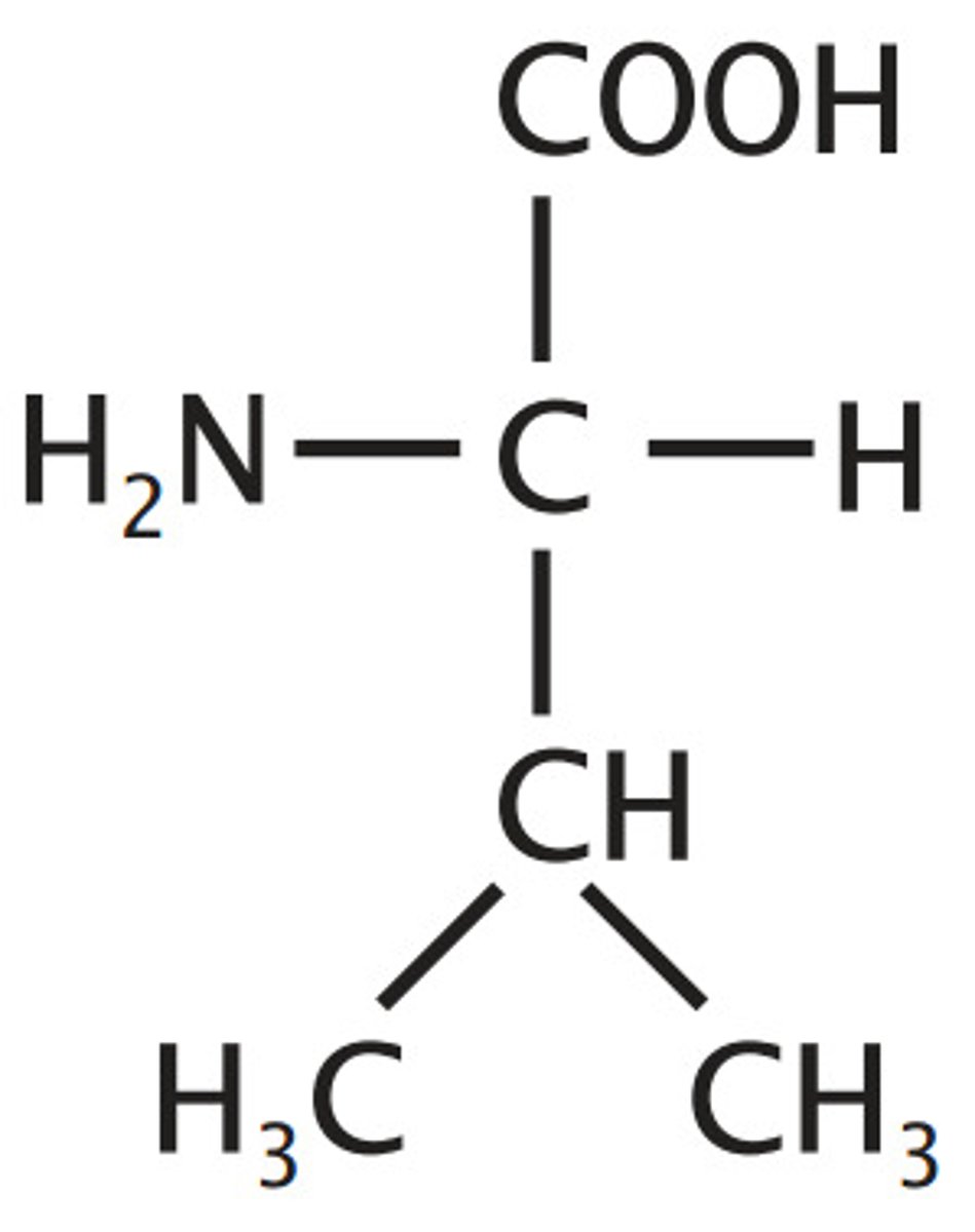 <p>Hydrophobic/Nonpolar, Alkyl/Aliphatic, V-shaped side chain</p>