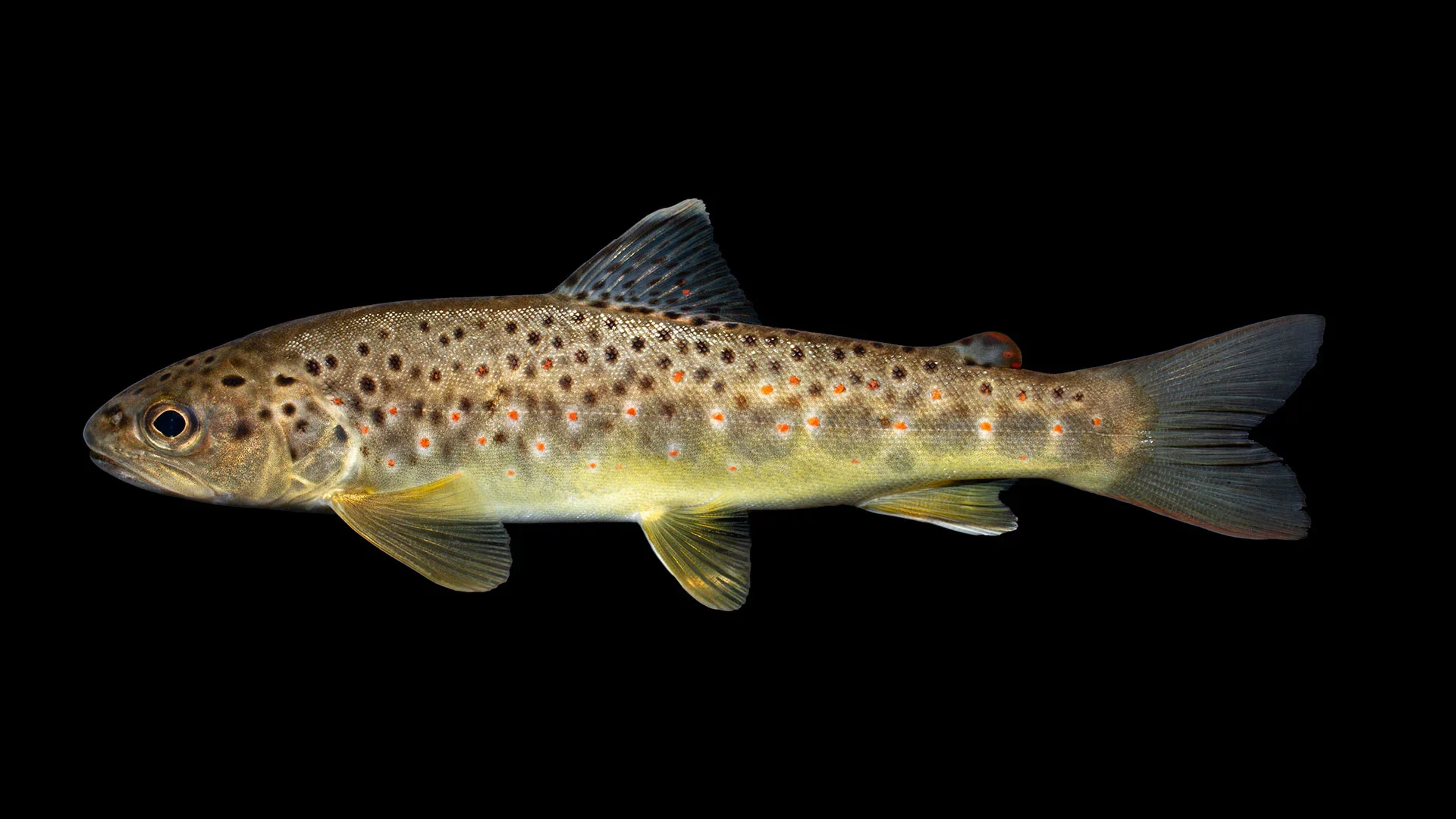 <p>What fish is this?</p>