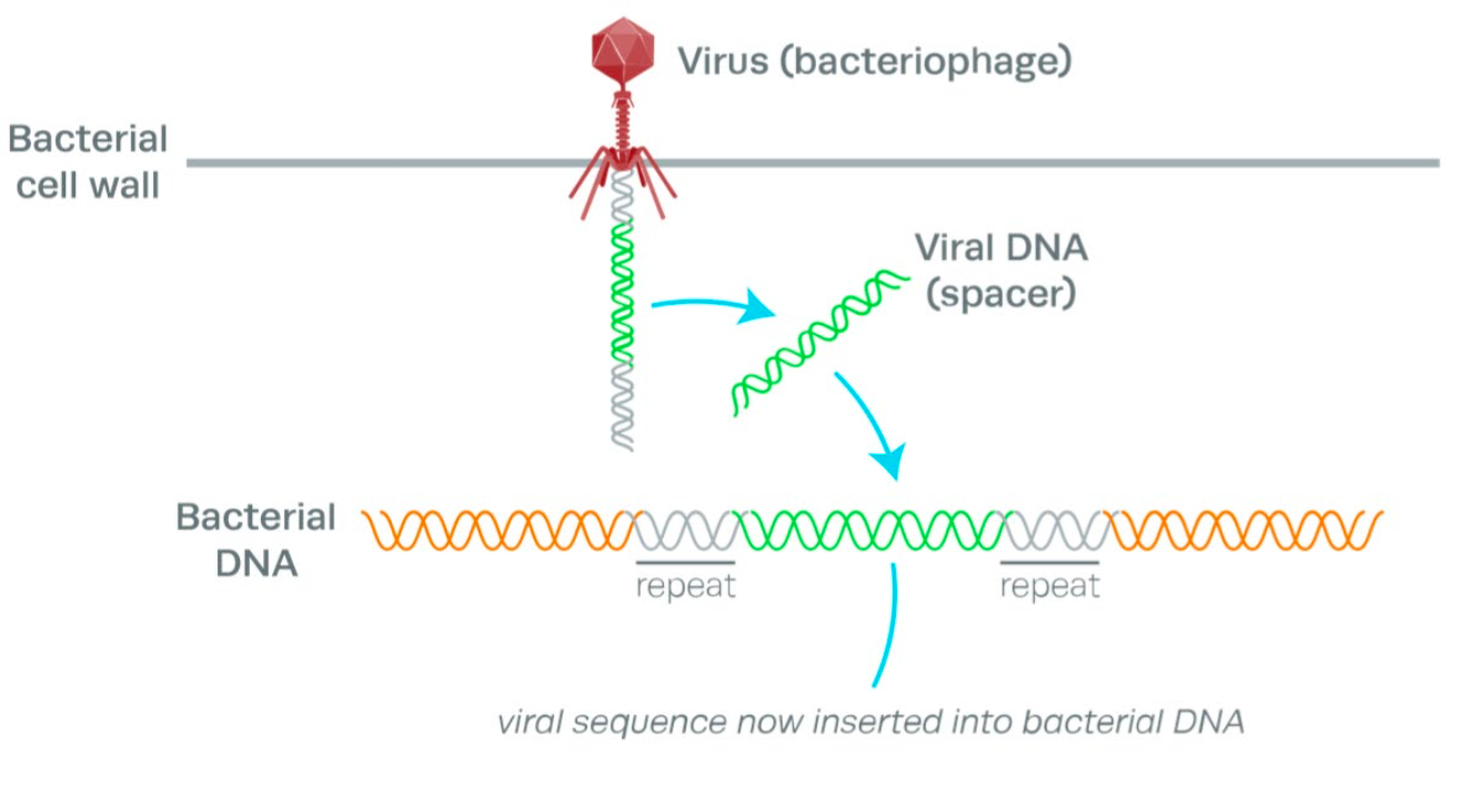 <p>Når bakterier blir angrepet, setter de selv inn små biter av det fremmede DNA-et mellom repeterende sekvenser i sitt eget DNA for å huske tidligere angrep.</p>
