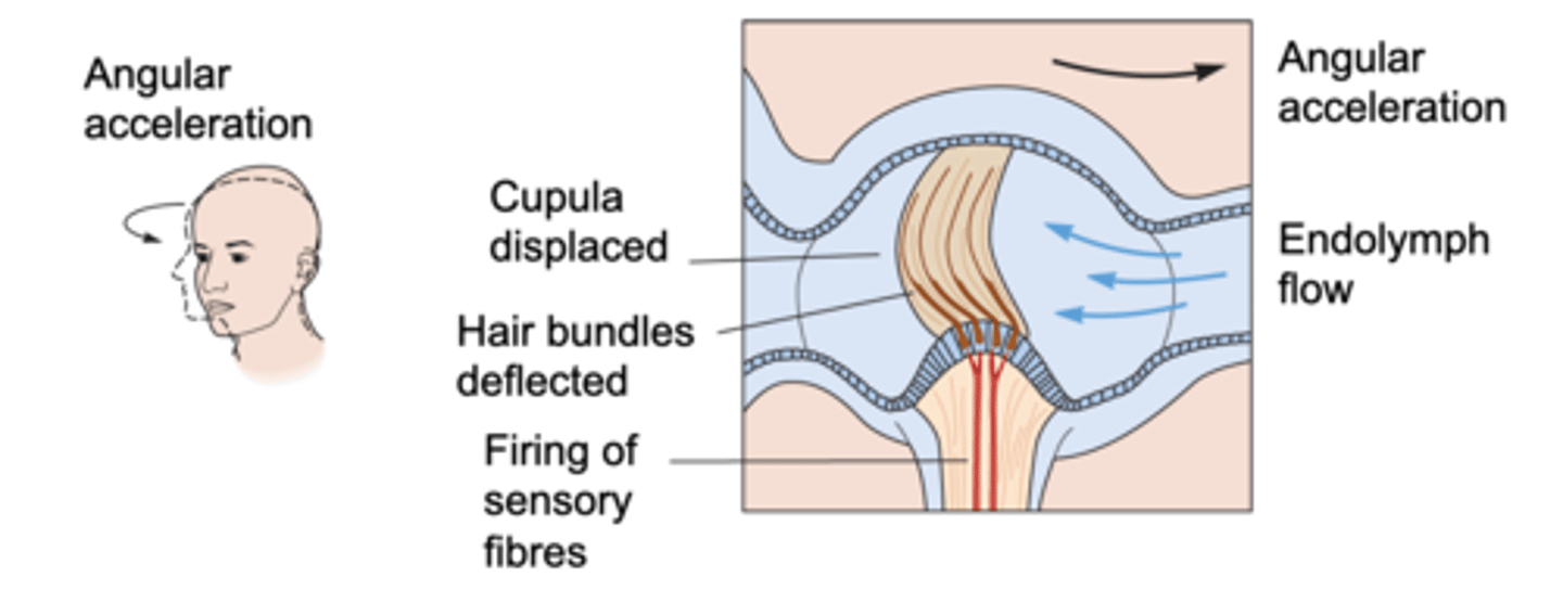 <p>The semicircular canals detect _________ _____________ (rotation)</p>