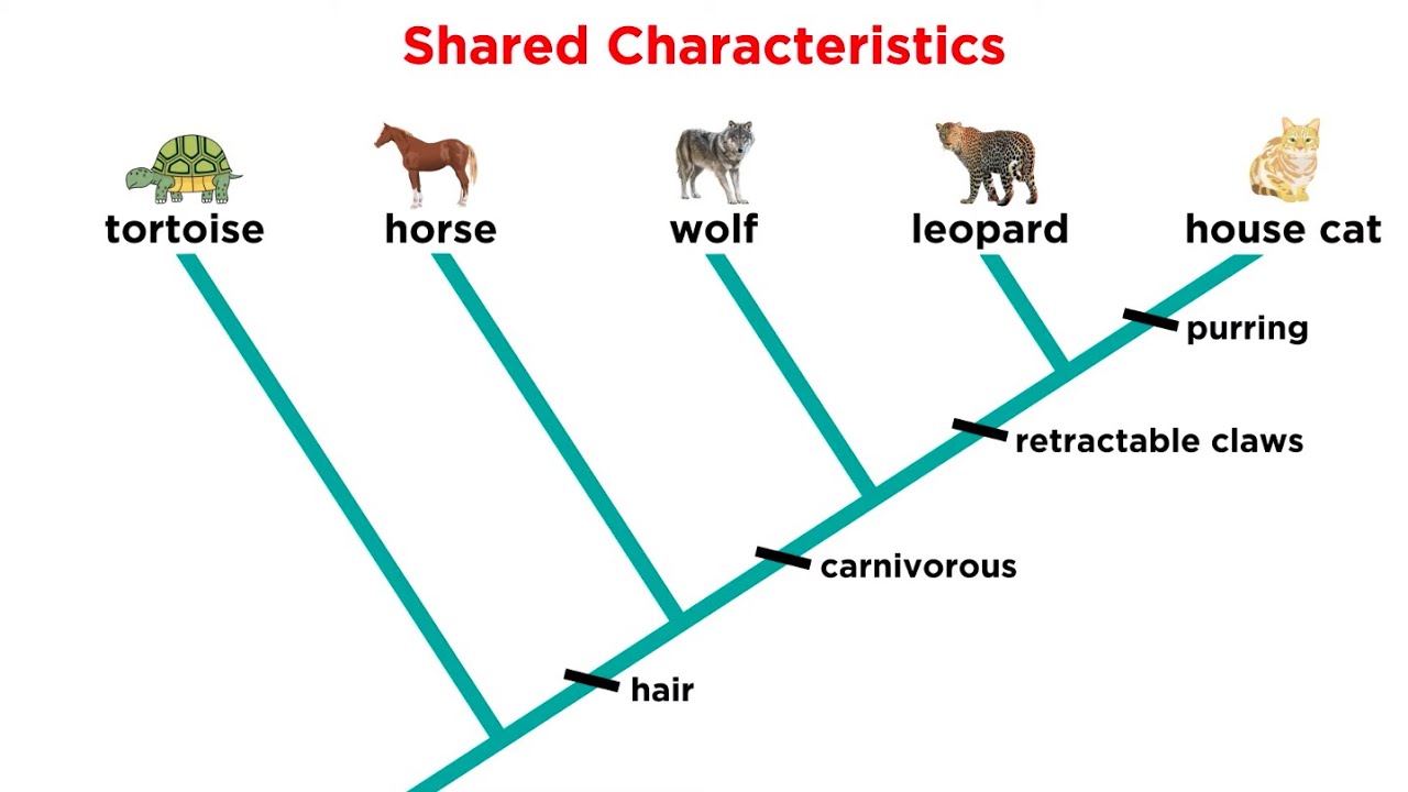 <ul><li><p>The organism that is the least related to the others</p></li></ul>