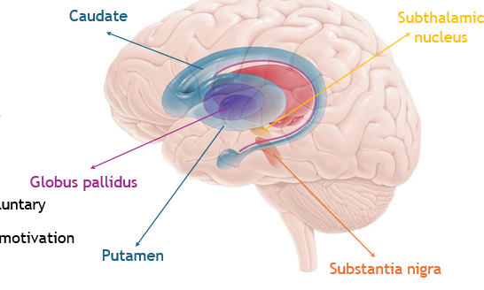 <ul><li><p>motor control of voluntary movements</p></li><li><p>cognition: reward, motivation (<strong>habit</strong>)</p></li></ul><p></p>