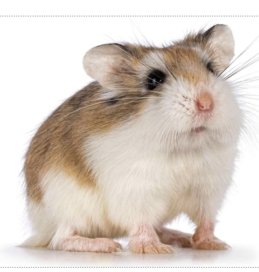 <p><span style="font-family: "Calisto MT";"><span> zijn de kleinste dwerghamsters</span></span></p>