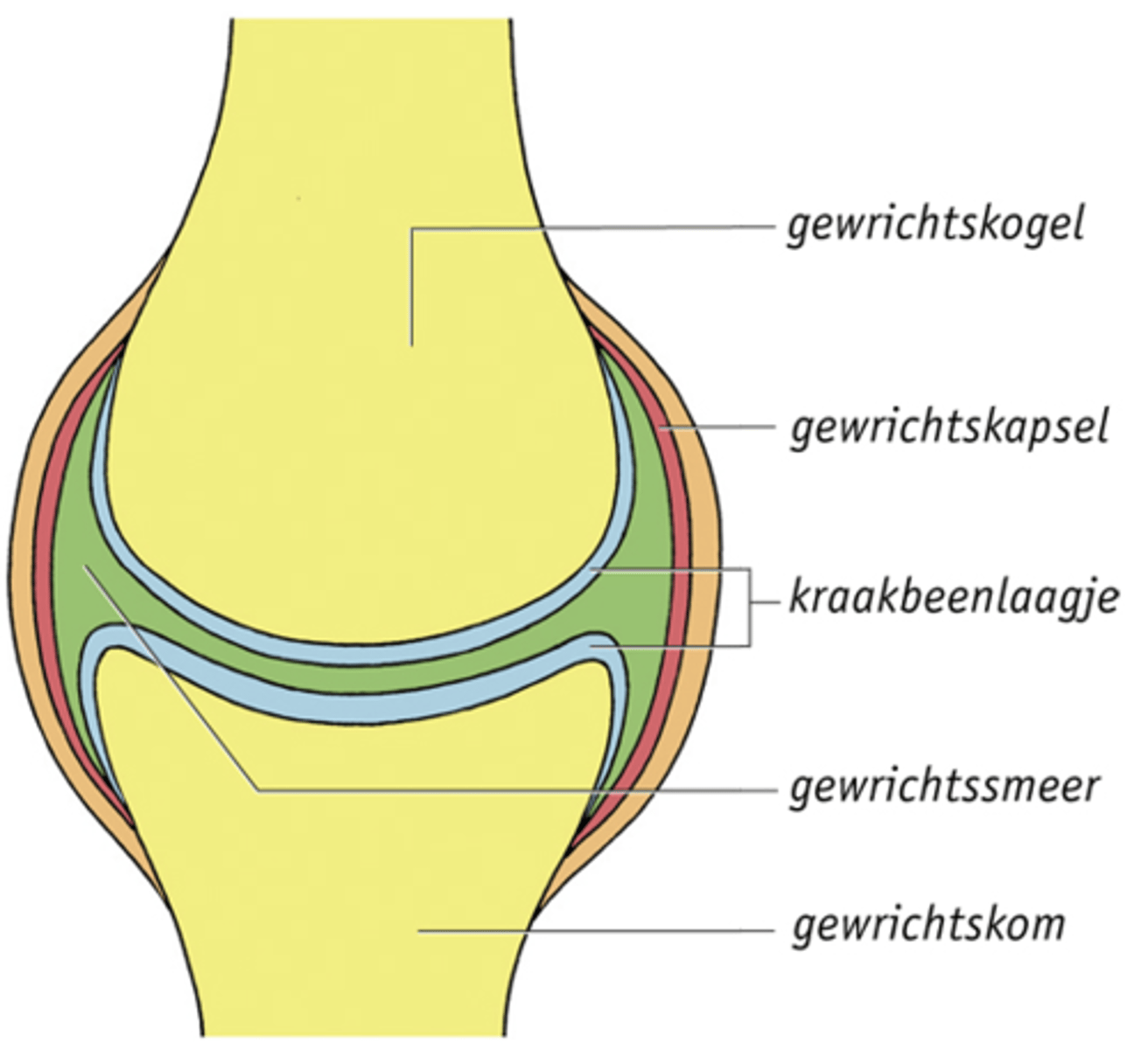 <p>- Scharniergewrichten-> in één richting</p><p>- Kogelgewrichten-> meerdere richtingen</p><p>- Rolgewricht-> In een richting draaiende beweging: Ellepijp over spaakbeen</p><p>- Zadelgewrichten-> twee richtingen</p><p>- Vlakke gewrichten-> glijdende beweging</p>