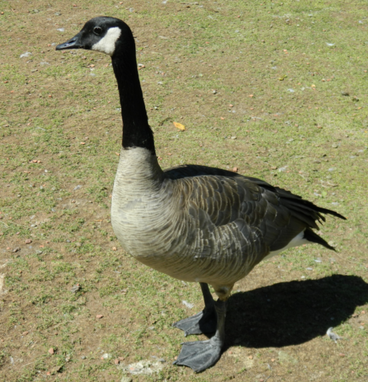 <p><span><span>Canada goose</span></span></p>