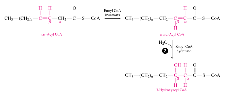 <p>they have one or more cis double bonds so </p><p><span>•before starting oxidation, an isomerase converts a cis double bond to a trans double bond between the </span><em><span>α</span></em><span> and </span><em><span>β </span></em><span>carbons (moves the = bond to be between the </span><em>α</em> and <em>β C’s and makes it trans) so the fatty acid can undergo hydration.</em></p><p><span>•It forms a product that enters </span><em><span>β </span></em><span>oxidation at reaction 2, so the energy released by the </span><em><span>β</span></em><span> oxidation of an unsaturated fatty acid is slightly less because no FADH<sub>2</sub> is produced in that cycle—→ so no FADH made in every cycle that had a cis double bond) </span></p>