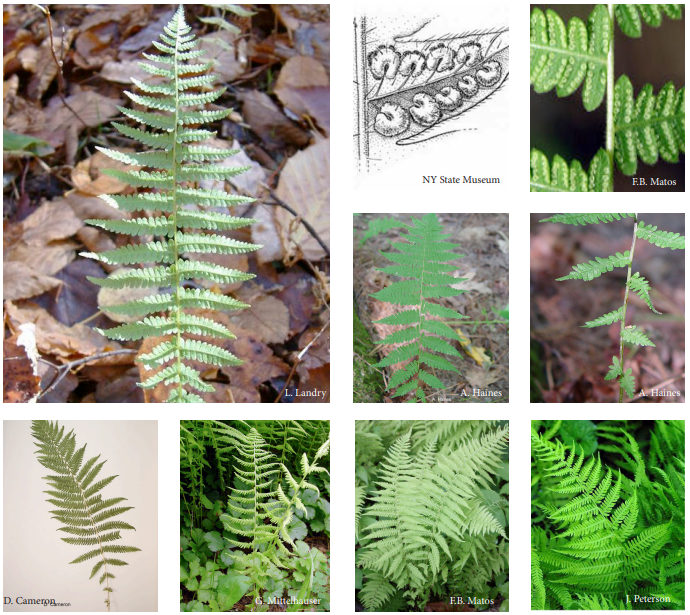 <p>New York fern</p>