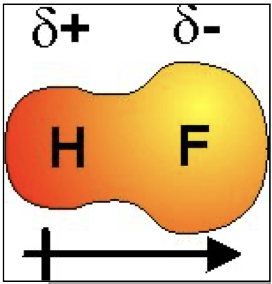 <ul><li><p><span style="color: purple">If the 2 atoms that are bonded have different electronegativities, a polar bond forms </span></p></li><li><p><span style="color: purple">The more electronegative atom draws more of the negative charge towards itself and away from other atom, producing δ- region and a  δ+ region- </span><strong><span style="color: purple">this is a permanent dipole </span></strong></p><p><strong>Hydrogen fluoride is a polar molecule as fluorine is a lot more electronegative than hydrogen so electrons are drawn to the right </strong></p><p><strong>Polar molecules with a permanent dipole can align to form a lattice of molecules similar to an ionic lattice </strong></p></li></ul>
