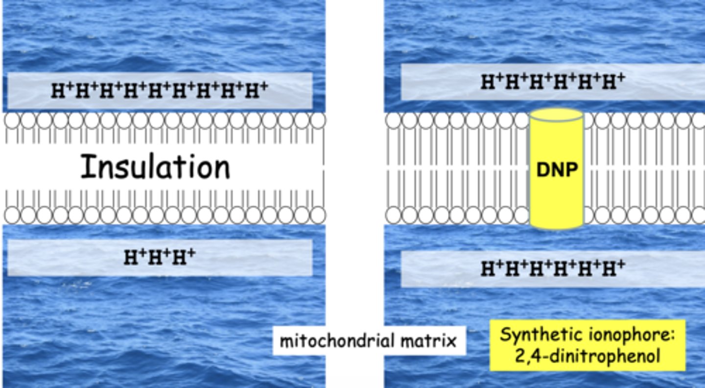 <p>poke holes in inner membrane, disperse the proton gradient &amp; stop ATP synthesis</p><p>- destroy proton gradient</p><p>- stop ATP produciton</p><p>- generate heat</p><p>ex. DNP (synthetic ionophore: 2-4 dinitrophenol)</p>