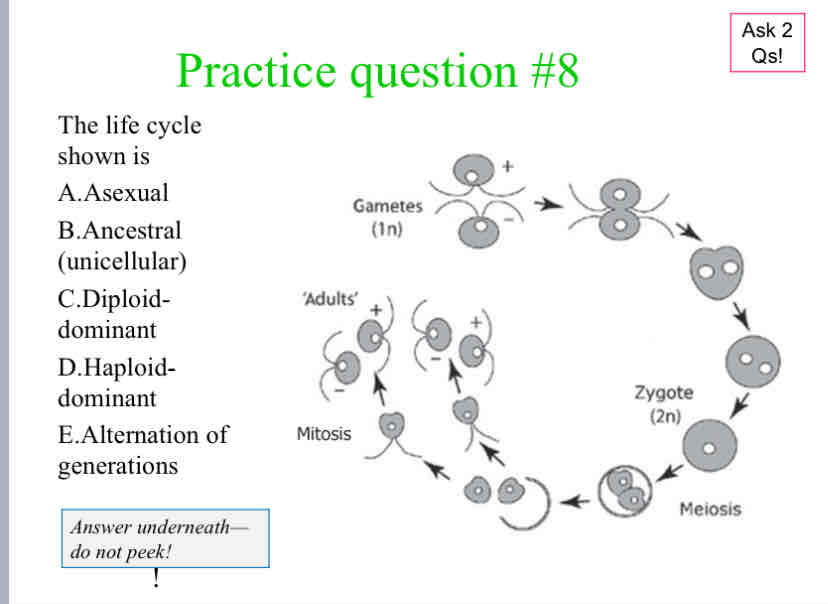 <p>Practice Question (Plant Life Cycle) - The life cycle shown is</p>