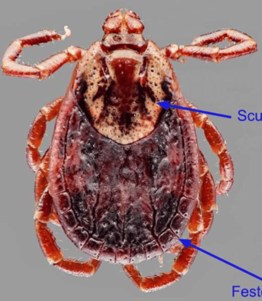 <p>Reddish-brown, ornate ectoparasite known as the American dog tick</p>