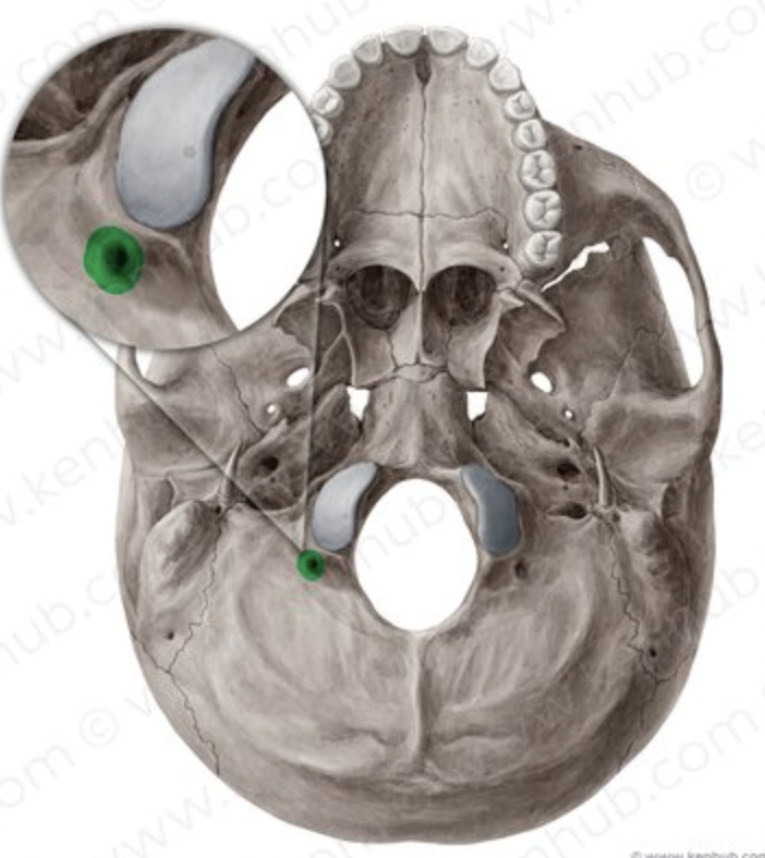 <p>opening posterior to condyle; seen on inferior view of bone</p>