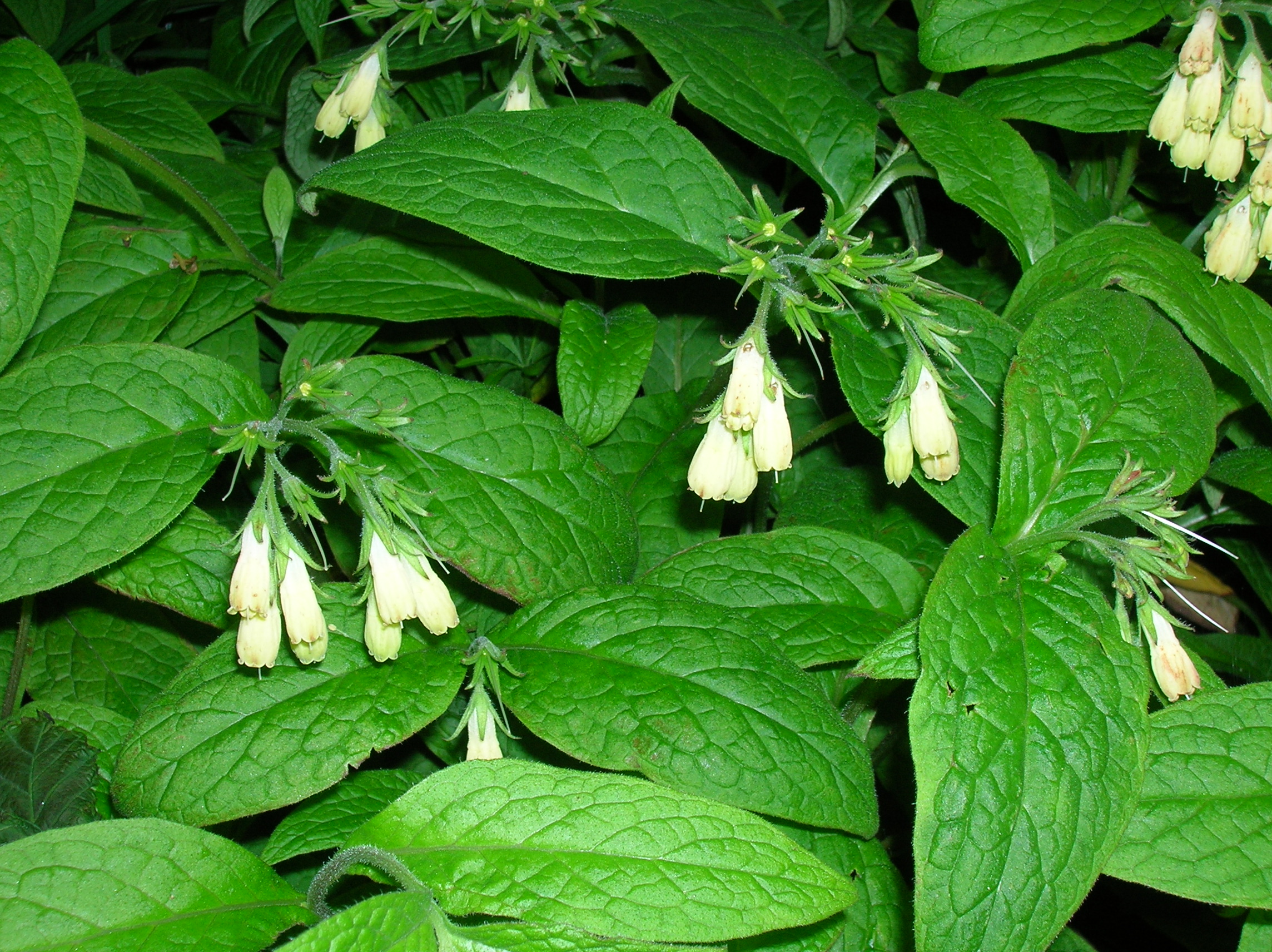 <p>tuberosum</p>