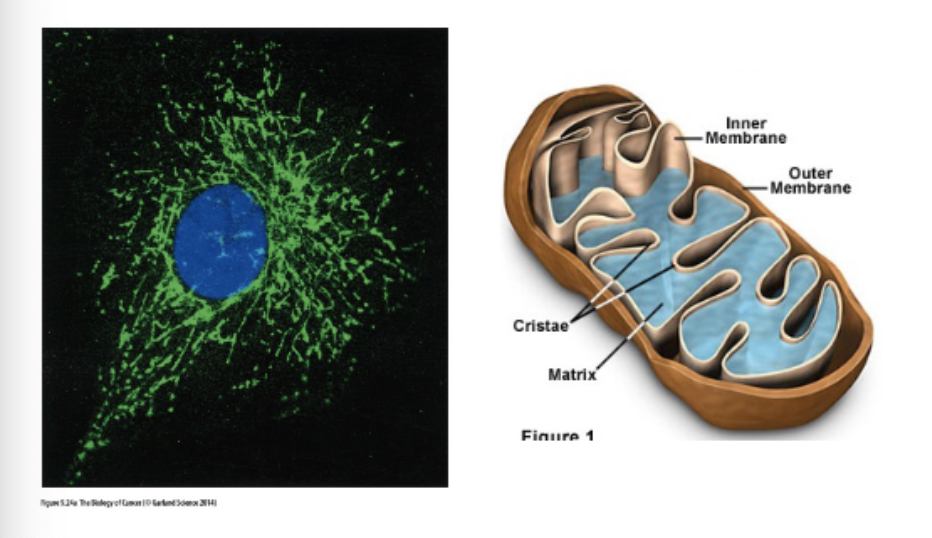 <p>L#18: apoptosis/programmed cell death</p><p>Describe the role of the mitochondria in apoptosis.</p>