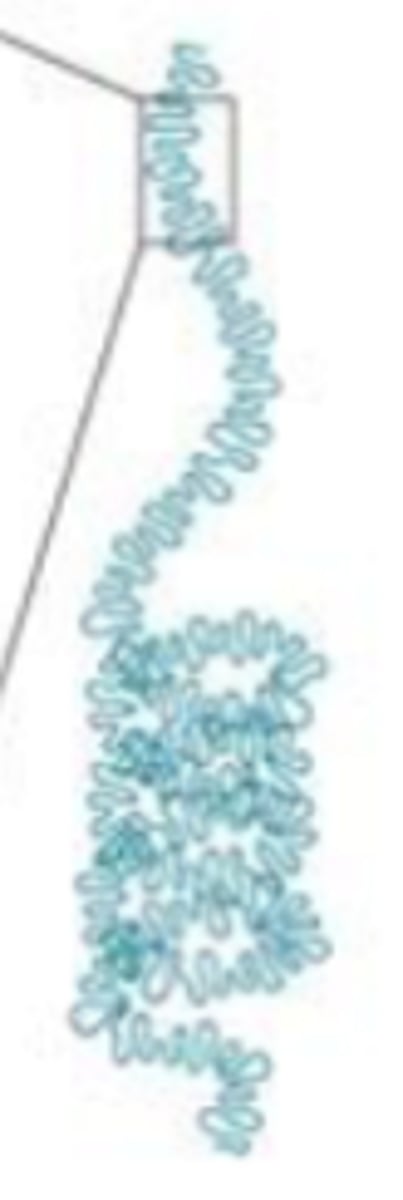 <p>Last stage of chromosome formation. Has a metaphase chromosome structure. DNA is 700 nm. Spiral scaffold composed of topoisomerase II and 15 non-histone proteins. Heterochromatin is most present and compact here.</p>