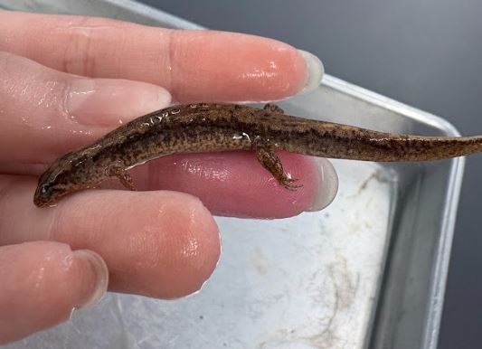 <p>Desmognathus fuscus. Plethodontidae.</p>