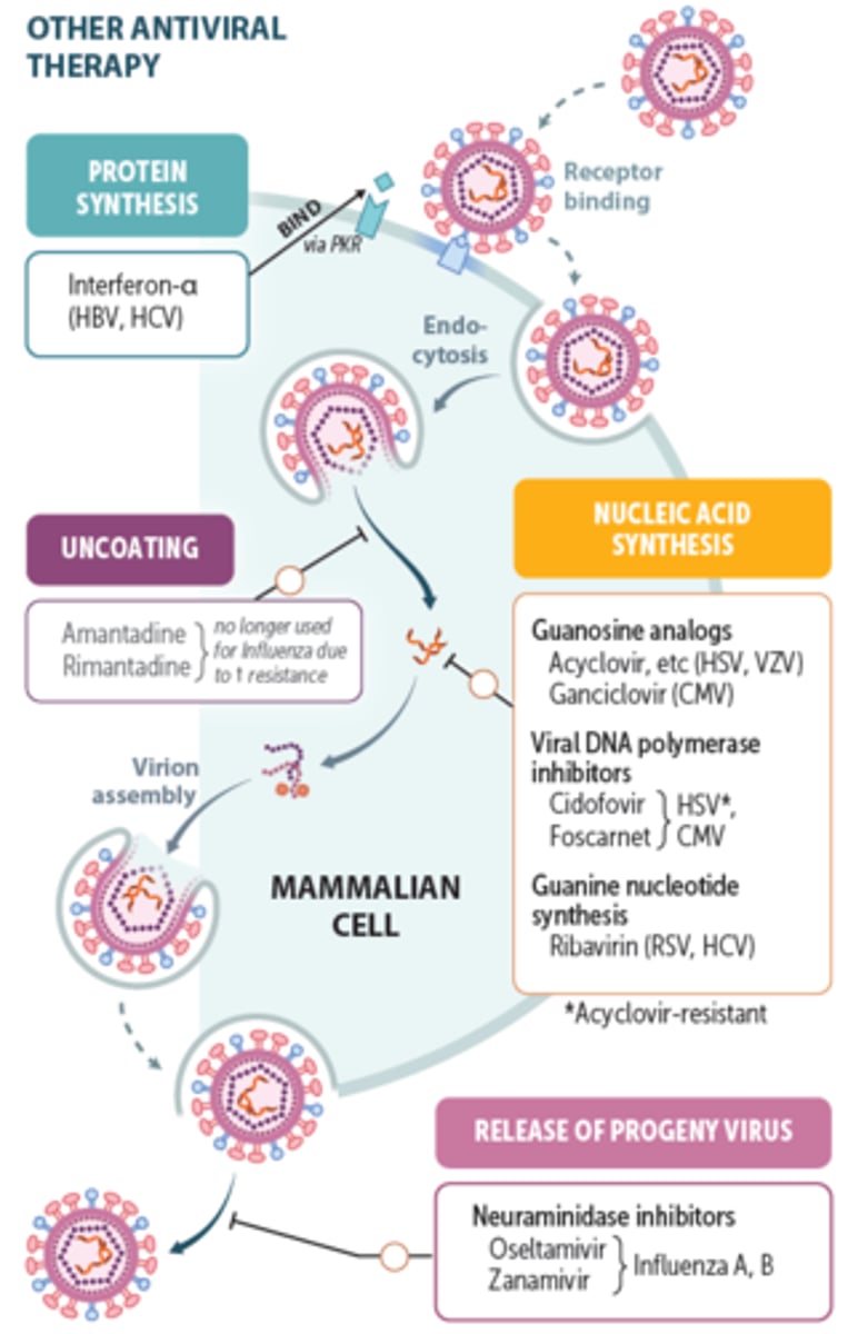 <p>viral stage where the virus uses host to replicate genome and make proteins</p>