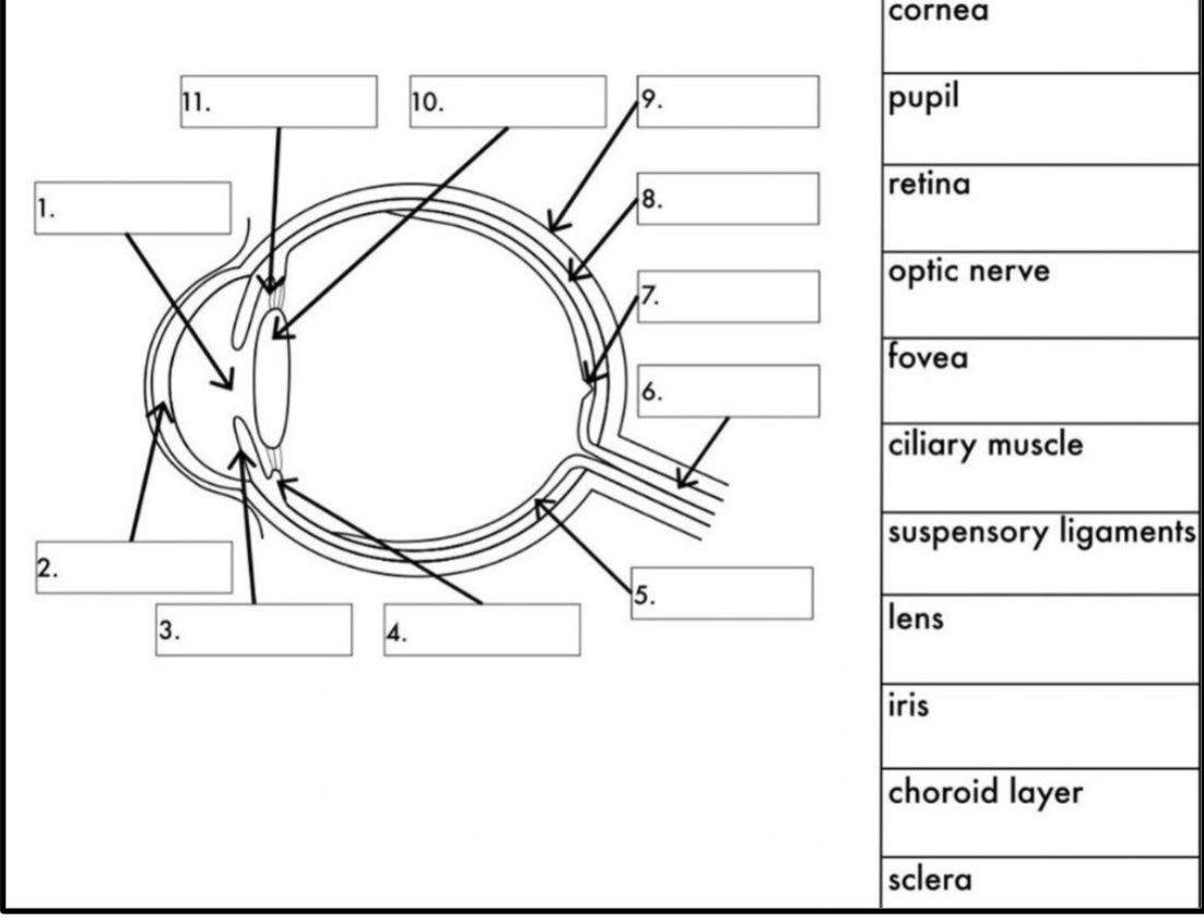 <p>Label all the eye areas!</p>
