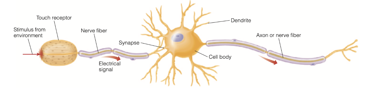 <p><span style="background-color: transparent;"><span>The neuron on the </span><strong><span>right</span></strong><span> consists of a cell body, dendrites, and an axon, or nerve fiber. The neuron on the</span><strong><span> left</span></strong><span> that receives stimuli from the environment has a receptor in place of the cell body.</span></span></p><p><span style="background-color: transparent;"><strong><span>Neuron Components:</span></strong><span> Cell body (keeps cell alive), dendrites (receive signals from other neurons), and axon/nerve fiber (conducts electrical signals). Sensory receptors are specialized neurons that respond to environmental stimuli.</span></span></p><p><span style="background-color: transparent;"><strong><span>Neural Processing:</span></strong><span> Neurons are interconnected in complex networks—signals don't travel in straight lines but through interconnected pathways where they meet and are affected by other signals. This neural processing creates neurons that respond to specific features like slanted lines, faces, movement direction, or tastes.</span></span></p>