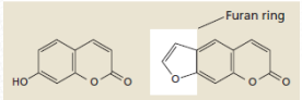 <p>[Phenolic Compounds] Differentiate Umbelliferone and Psoralen</p>