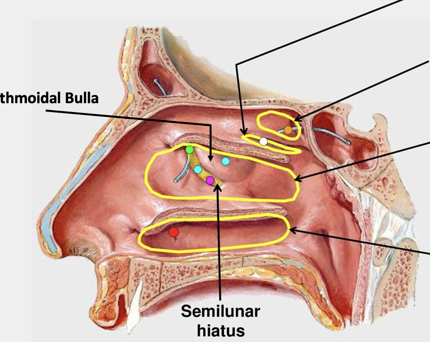 <p><span style="font-size: 7pt; font-family: &quot;Times New Roman&quot;"><strong> </strong></span><span>For each of the space (Inferior meatus,</span><span style="font-size: 7pt; font-family: &quot;Times New Roman&quot;"><strong> </strong></span><span>Middle meatus, Superior meatus, Sphenoethmoidal recess), what structures drain into each?</span></p>