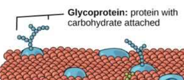 often have carb chains. identify cell, every cell has marker proteins.(act as name tag)