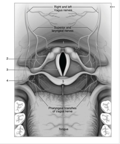 <p>Use the image below to identify the structure labeled with a <strong>number 5</strong>:</p>