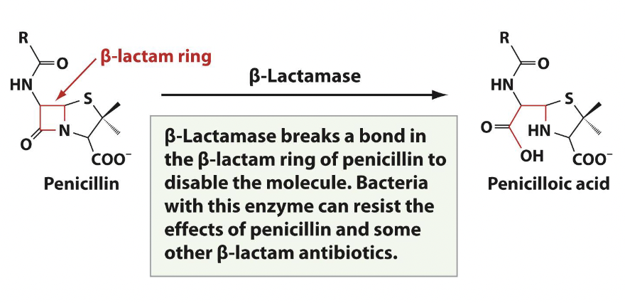 <p>Ex. penicillin with beta-lactamase</p><p></p>