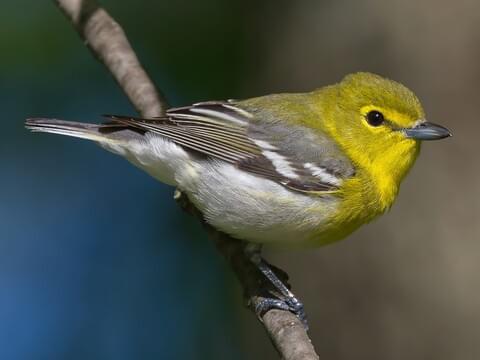 <p><span>Yellow throated vireo</span></p>