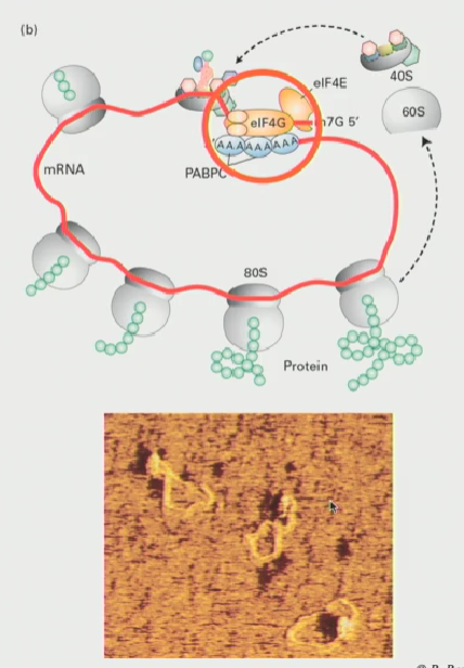 <ul><li><p>As ribosomes wheel around, eventually it will come to a stop then be ready to translate again</p></li><li><p>In other words, these loops favour the re-initiation of translation</p></li></ul><p></p>