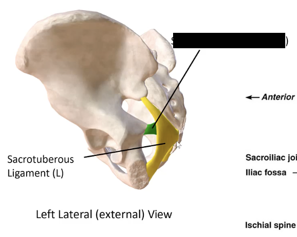 <p>The ligament that extends from the sacrum to the ischial spine.</p>