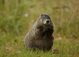 <p>Marmota monax</p>