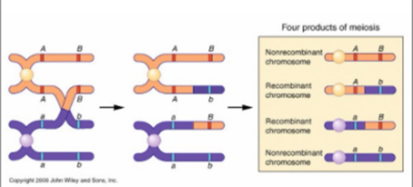 <p>2 nonrecombinant chromosomes and 2 recombinant chromosomes</p>