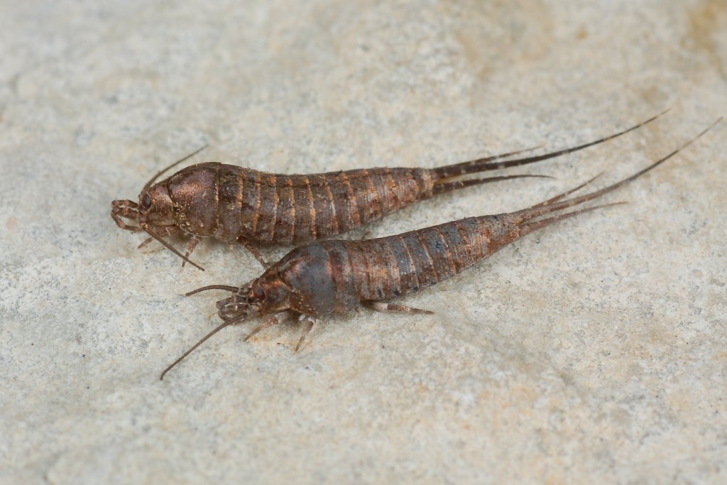 <p>Jumping bristletails</p>