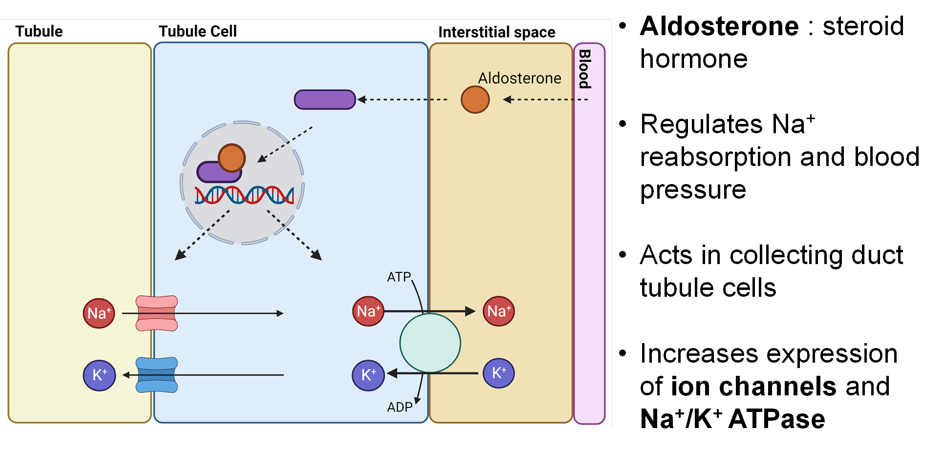 <ul><li><p><span style="font-family: "Gill Sans MT";"><strong><span>Aldosterone</span></strong><span> : steroid hormone</span></span></p><ul><li><p><span style="font-family: "Gill Sans MT";"><span>Acts on nuclear receptors</span></span></p></li></ul></li><li><p><span style="font-family: "Gill Sans MT";"><span>Regulates Na+ reabsorption and blood pressure</span></span></p></li><li><p><span style="font-family: "Gill Sans MT";"><span>Acts in collecting duct tubule cells</span></span></p></li><li><p><span style="font-family: "Gill Sans MT";"><span>Increases expression of</span><strong><span> Na+ & K+ ion channels</span></strong></span><span><span> and </span></span><span style="font-family: "Gill Sans MT";"><strong><span>Na+/K+ ATPase</span></strong></span></p><ul><li><p><span style="font-family: "Gill Sans MT";"><strong><span>Since there are more channels/pumps, there is higher reabsorption</span></strong></span></p></li><li><p><span style="font-family: "Gill Sans MT";"><strong><span>Since it takes time to synthesize more proteins, etc. (other cellular processes), this process take time</span></strong></span></p></li></ul></li></ul><p></p>
