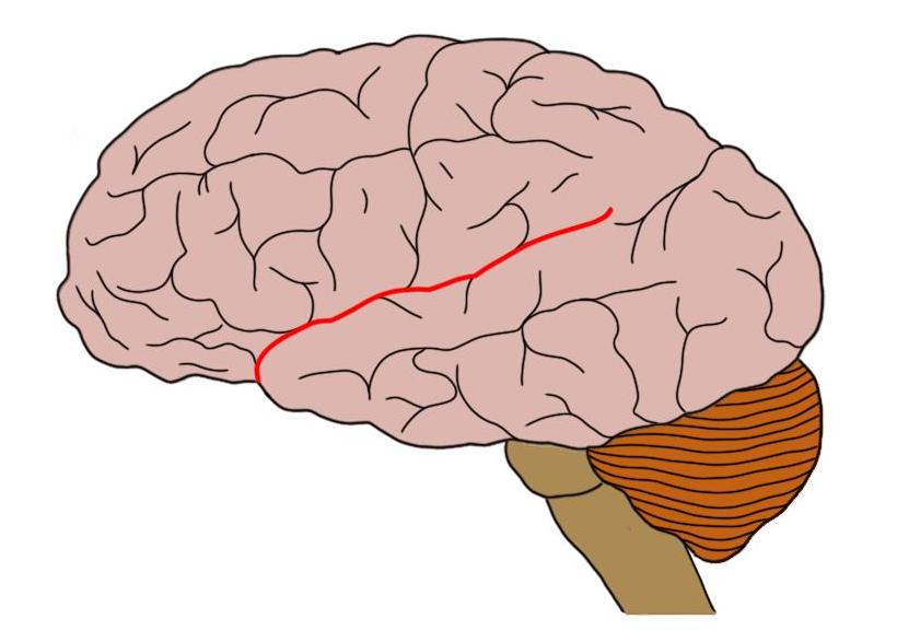 <p>identify the structure</p>