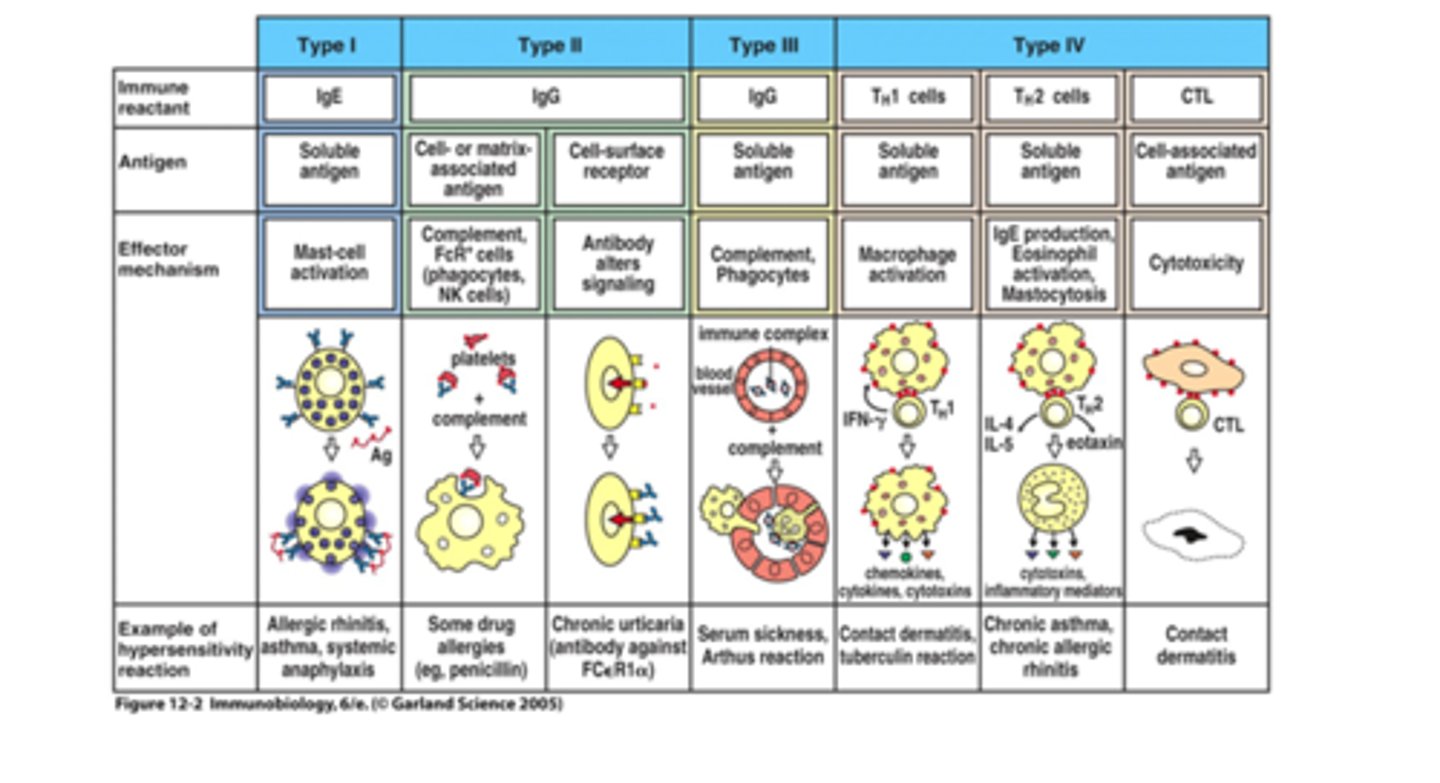 <p>And this is also here just as a quick reminder at the end of hypersensitivities because she included it before EVERY lecture.</p><p>(I = Allergic/Anaphylaxis/Atopy</p><p>II=antiBody</p><p>III=immune Complex</p><p>IV=Delayed)</p>