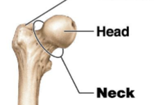 <p>The narrow connection between the head and diaphysis of a bone.</p>