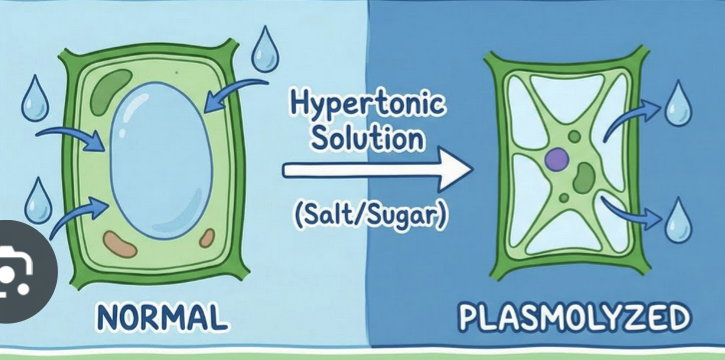 <p>Shrinkage of the cytoplasmic membrane from the cell wall due to water flowing out of the cell in a hyperosmotic environment.</p>