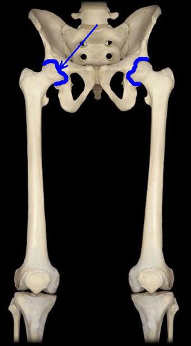 articulation between the acetabulum and the femoral head (ball and socket)