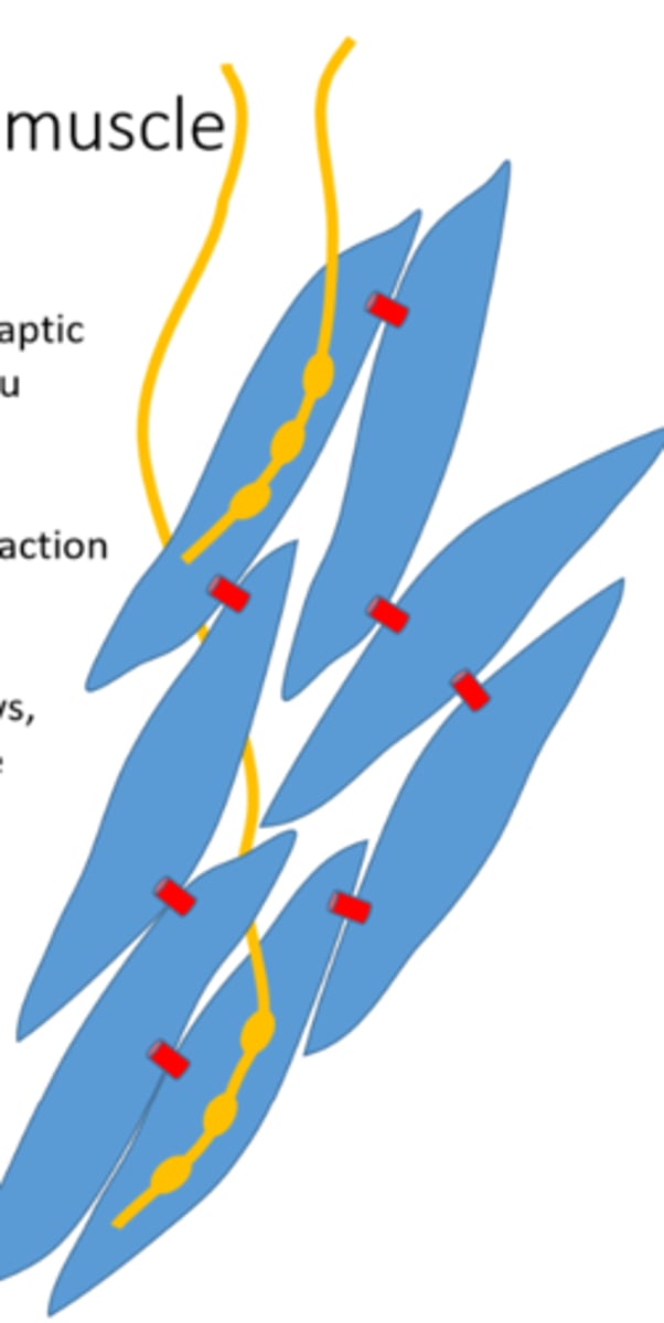 <p>- not all cells have synaptic input, excitation is spread through tissue by gap junctions</p><p>- allows for co-ordinated contraction of many cells</p>
