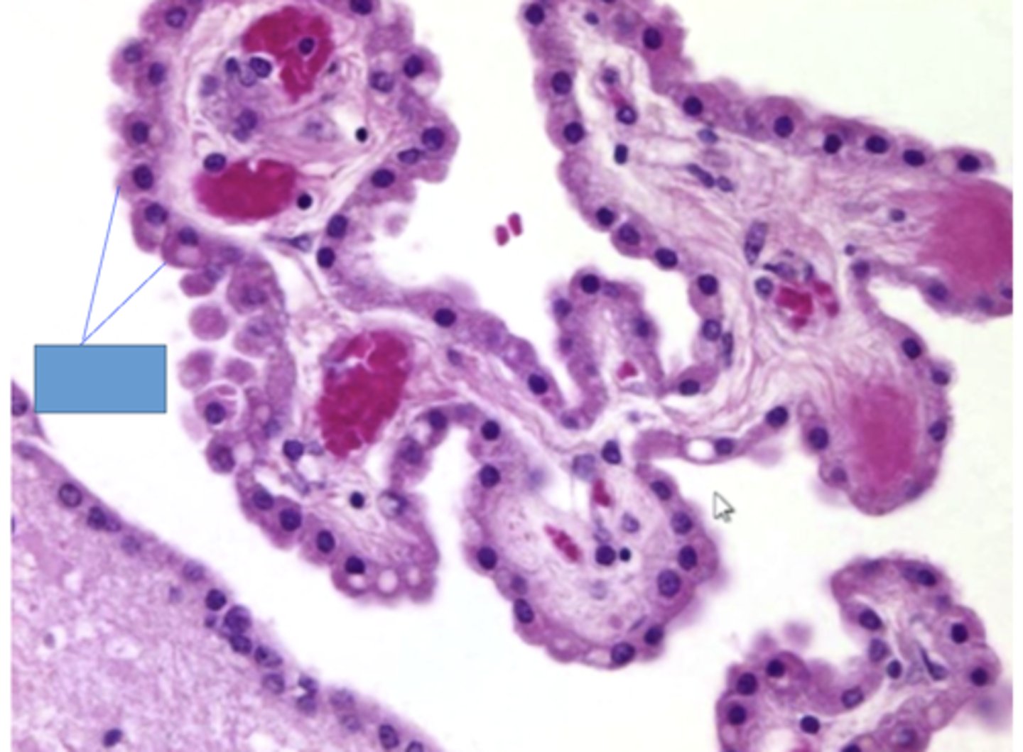 <p>Identify the following neuroglial cells</p>