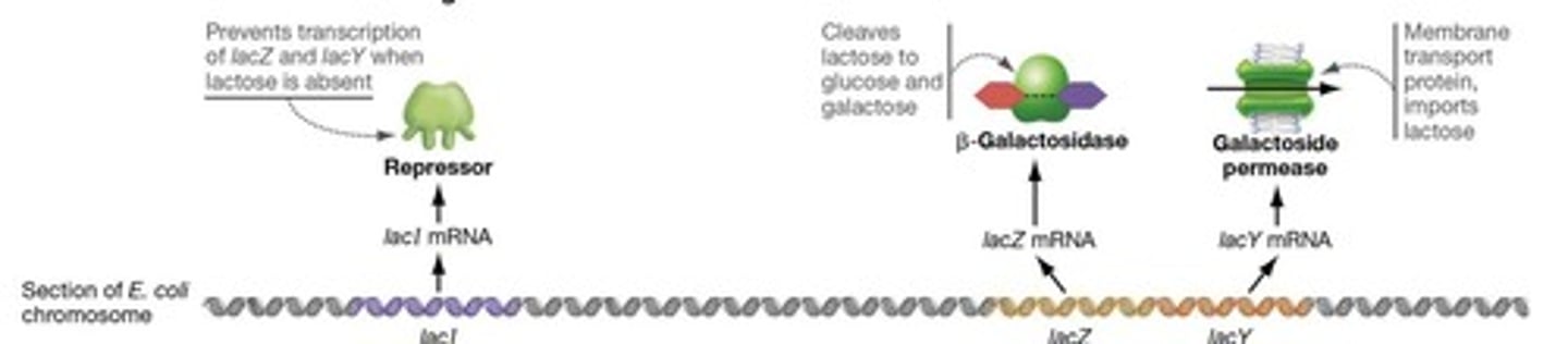 <p>The Lac operon is a group of genes involved in lactose metabolism, including lacZ, lacY, and lacA, which are transcribed together.</p>