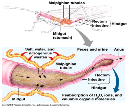 <p>Hindgut</p><ul><li><p>Reabsorbs the amount of electrolytes and water that the insect must retain</p></li></ul><p>Malpighian tubule is the <strong>filter</strong>, hindgut is the <strong>reabsorber</strong></p><ul><li><p>All waste products and any excess water or electrolytes are removed from the body in the feces</p></li></ul><p></p>